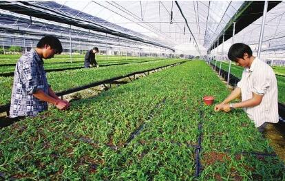 聚焦西南特色资源，四川这样护航中药可持续发展