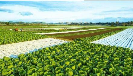 青海：“八大行动”夯实绿色有机农畜产品输出地