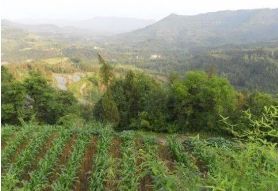 重庆加强三峡库区、大巴山等“一核四片”生态修复