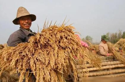 中央财政再次对实际种粮农民发放一次性补贴200亿元