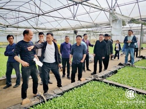  衡阳耒阳烟草：烟苗移栽正当时 田间青绿“渐迷眼”