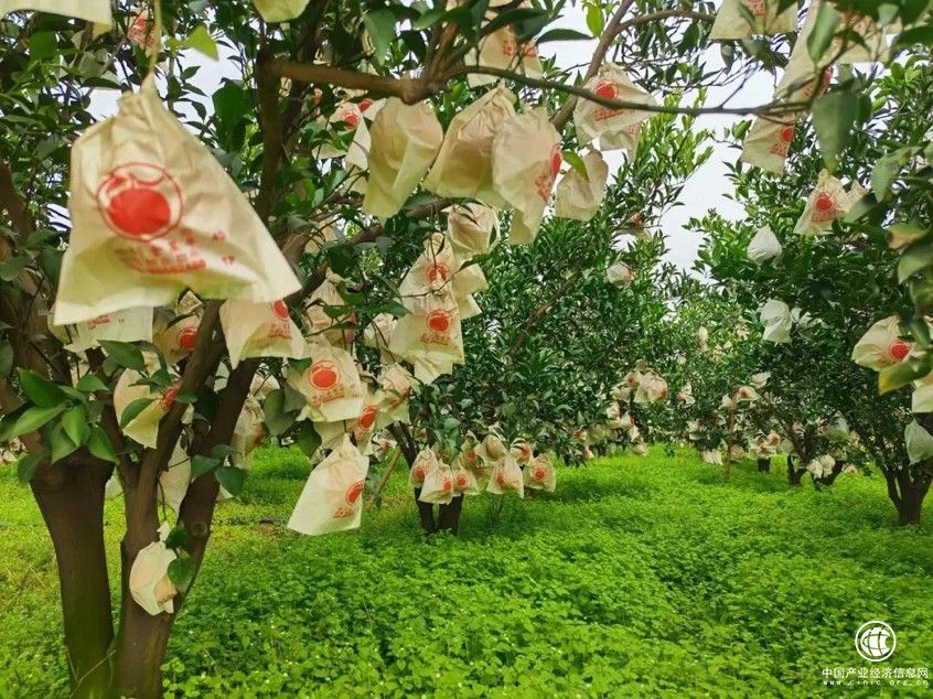  开心佬李东波：携手相伴6年，用心只做好果子
