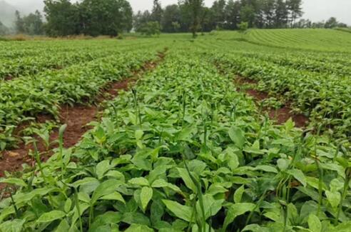 广西加强道地药材生产基地建设