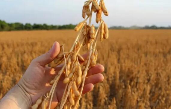 央地促大豆油料增产增收政策连发