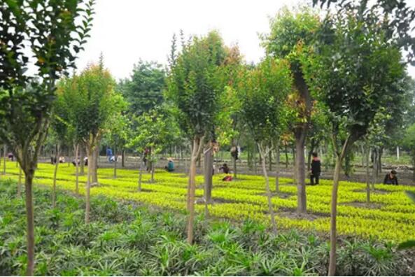 2021年苗木产业困难重重，但不乏亮点