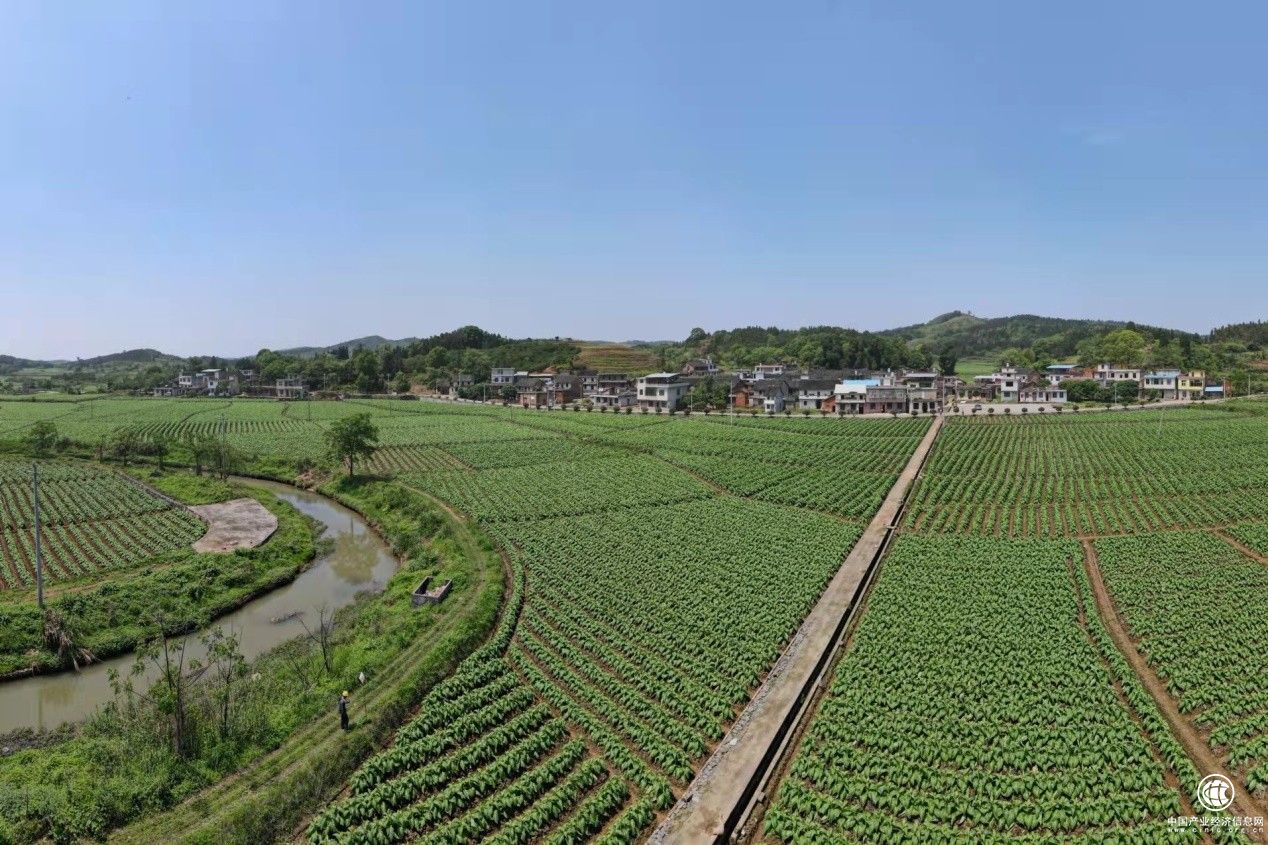  湖南桂阳烟草：以厚德致广大 在尽精微中显担当