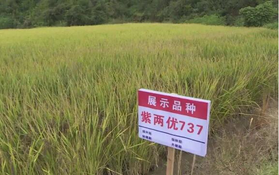 福建：多措并举筑牢粮食安全