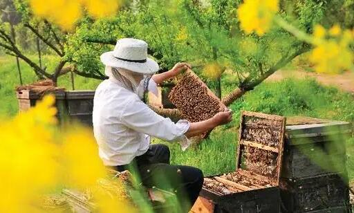 市场监管总局公布新修订的《蜂产品生产许可审查细则(2022版)》