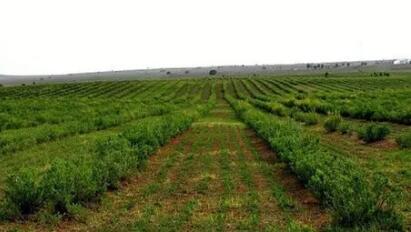 林草产业逆势增长，四川是怎么做到的