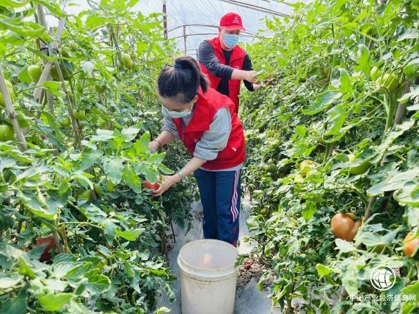  温暖“番”倍解民忧 “香溢”助农拓宽共富路