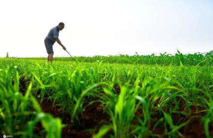 加强服务保障助力夏管有序推进 确保全年粮食稳产丰产