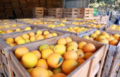 福建鼓励发展地方优势特色农产品保险 省财政加大奖补力度