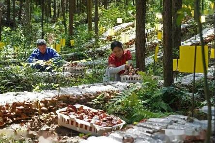 广西：到2025年林下经济总产值增加到1400亿元