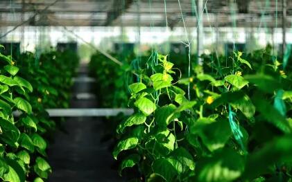 高校农业科技成果五年创造经济效益超710亿元