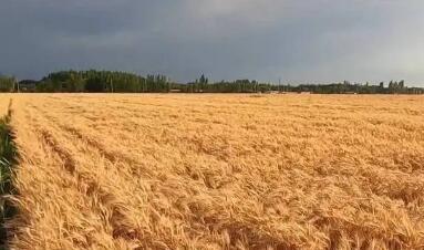 新疆夏粮喜获丰收  预计总产量655.2万吨 同比增长2.2%