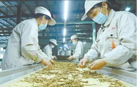 药草飘香惠万民——山西中药材产业发展扫描