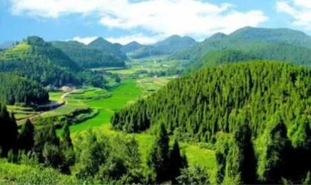 四川绵阳推进森林“四库”建设