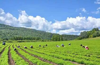 黑龙江“寒地龙药”引产业集聚热潮