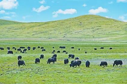 四川小金县：做强牦牛绿色产业链