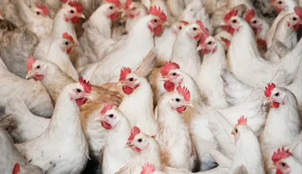 农业农村部就加快自主培育白羽肉鸡品种推广应用作出部署