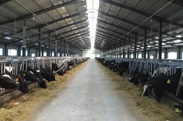 黑龙江对新建大型奶牛养殖场实施补贴