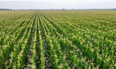 全国大部地区秋粮长势较好 毫不松懈确保全年粮食丰收