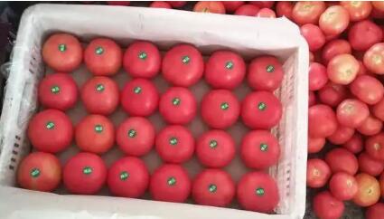 内蒙古喀喇沁旗打造硬果番茄产业“金色名片”