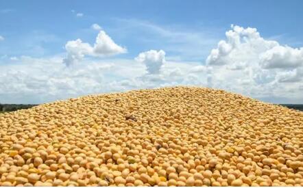 农业农村部部署全面推进豆粕减量替代行动