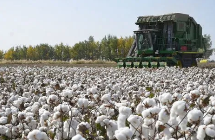 新疆棉花花生高效轮作种植技术示范成功