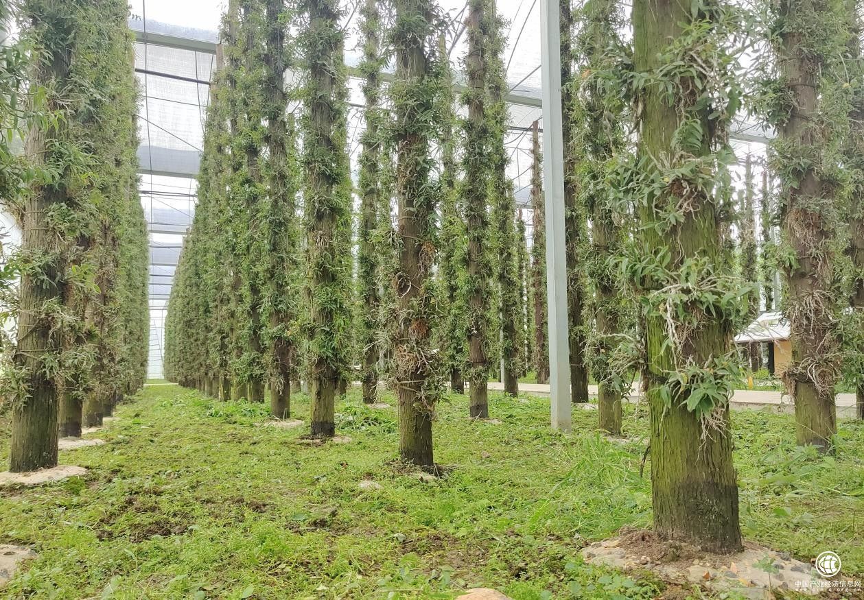 甘御兰铁皮石斛，构建大健康产业体系