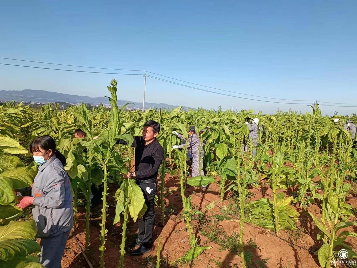 把霜冻造成的损失降到最低  ——渑池县烟草专卖局（分公司）抗灾救灾侧记