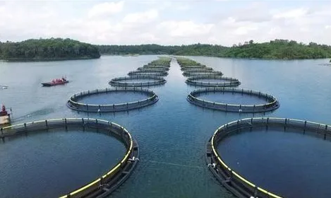 海南省出台市县渔业养殖保险奖补实施方案 单个项目奖补金额可达100万元