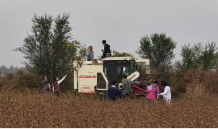 耐盐大豆新品系完成实收测产 亩产达270公斤以上