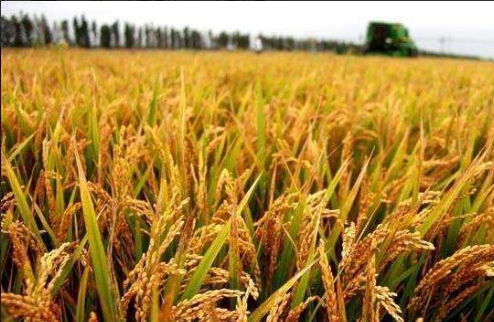 1148.2公斤！安徽创长江下游水稻亩单产最新纪录