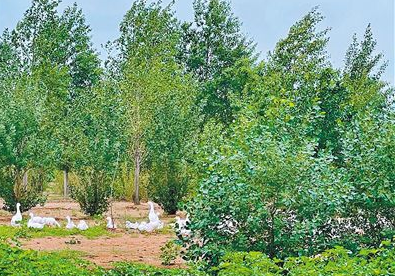 内蒙古通辽市全面推进林草产业高质量发展