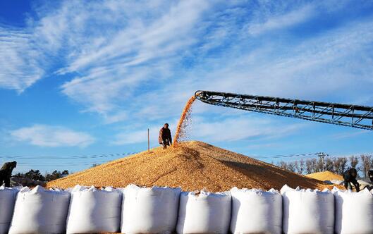 东北粮仓“十九连丰”的密码