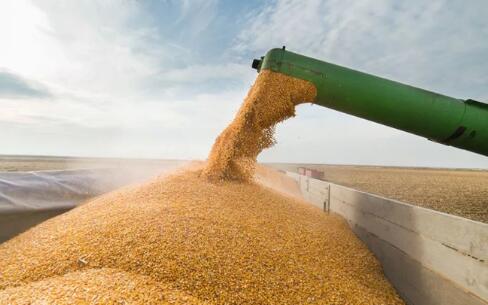 我国粮食11月出口金额同比增长42.1%