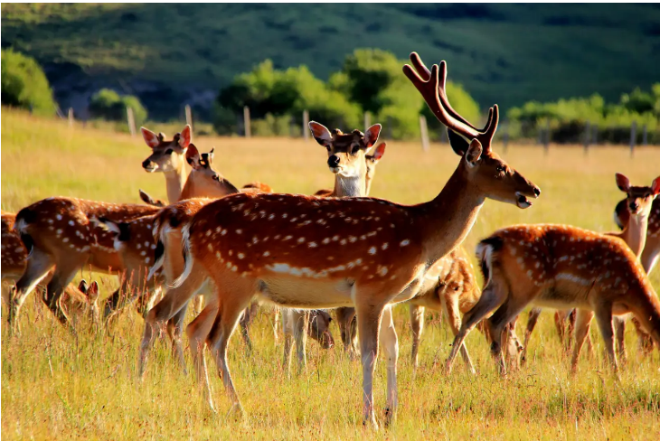 向万亿级规模产业迈进，吉林省积极推进十大产业集群建设