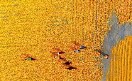 四川省粮食产量连续3年突破700亿斤