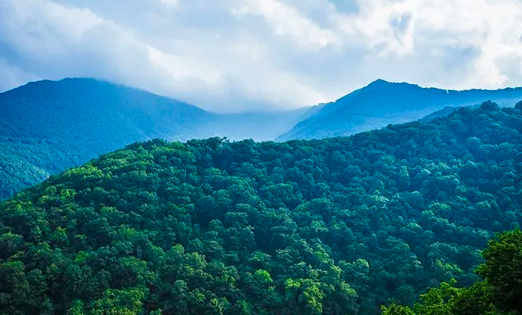 我国天然林保护修复工程取得重大成效