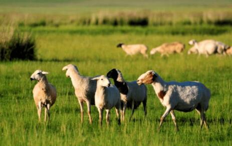 内蒙古推动“蒙”字标成为生态优质农畜产品代名词