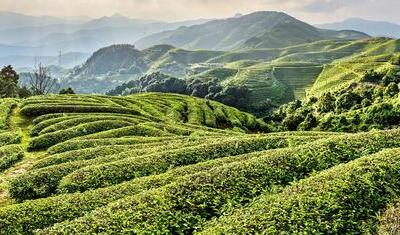 福建福鼎：推动大数据应用 做好“三茶”大文章