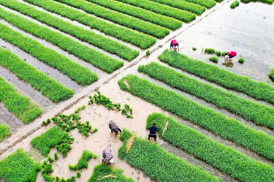 稳步提升粮食产能 全面推进乡村振兴——一季度农业农村经济运行情况观察