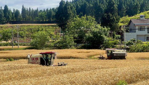 全国夏收拉开序幕 “米袋子”“油瓶子”“菜篮子”有保障