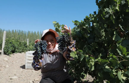 新疆葡萄酒产业发展集聚效应初显