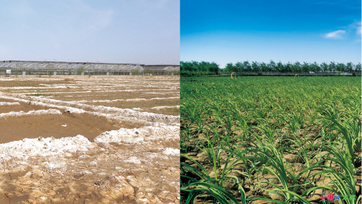 我国强化盐碱地治理改造 唤醒“沉睡”的耕地后备资源