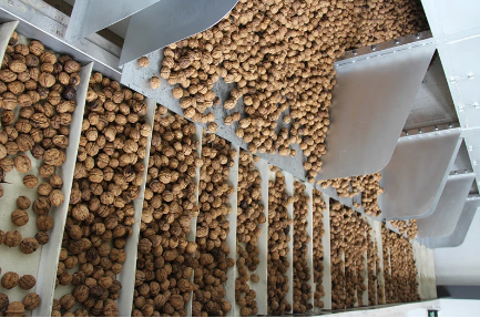 2023年云南将新建30条核桃初加工机械一体化生产线