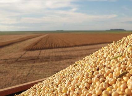 2023年黄淮海夏大豆生产技术意见