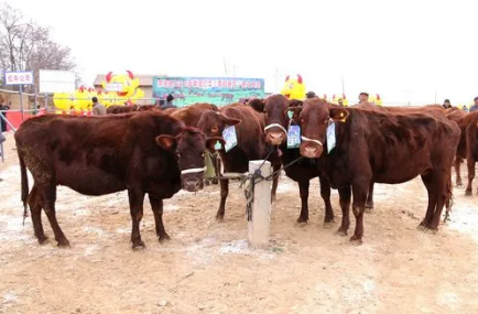 甘肃平凉全力推动红牛产业高质量发展