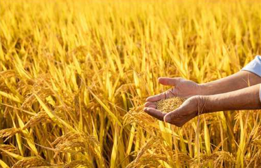 浙江省启动实施2023年度省级规模种粮动态补贴政策